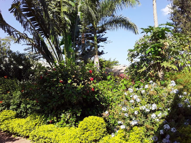 Flowering shrubs and palms in the Amani garden