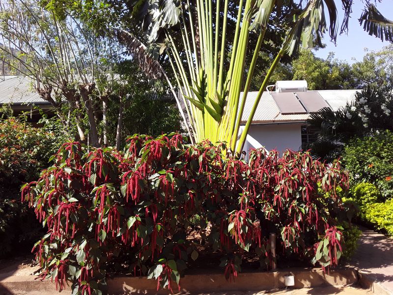 Red leaved plants and tall palms in the garden