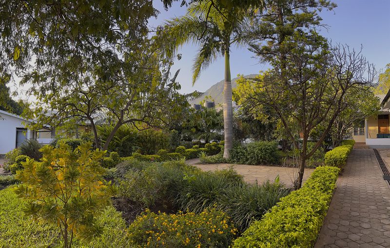 Garden paths beneath palms at Amani, with mountains behind